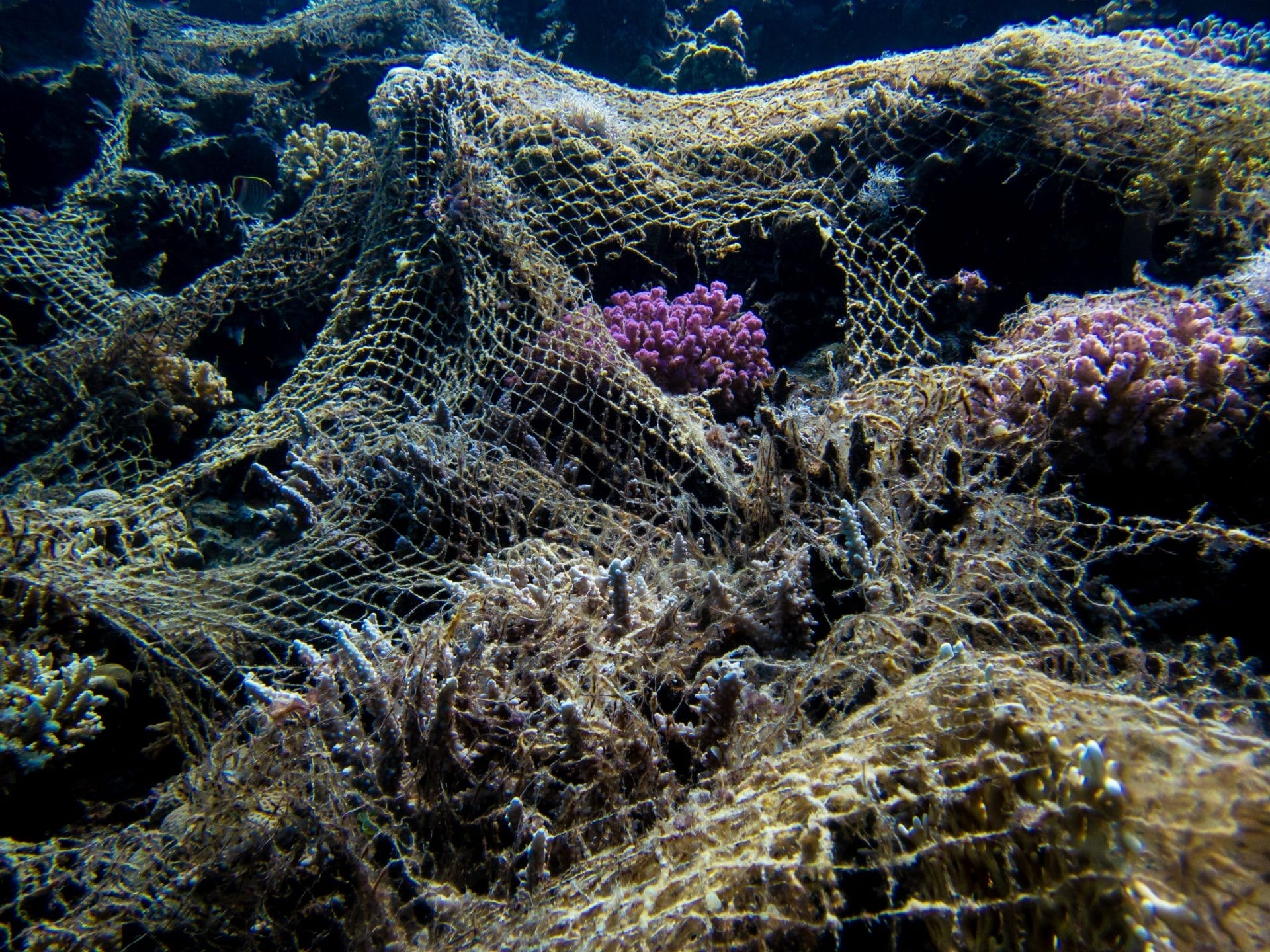 net on reef