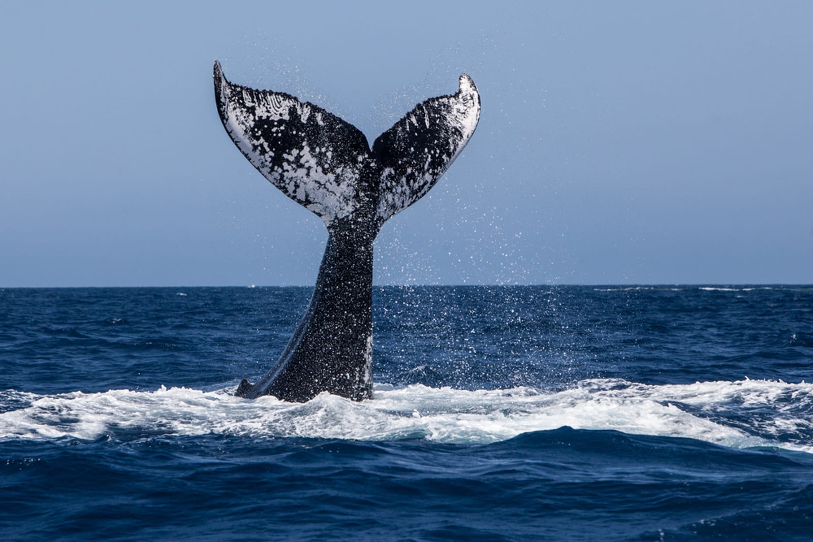 whale