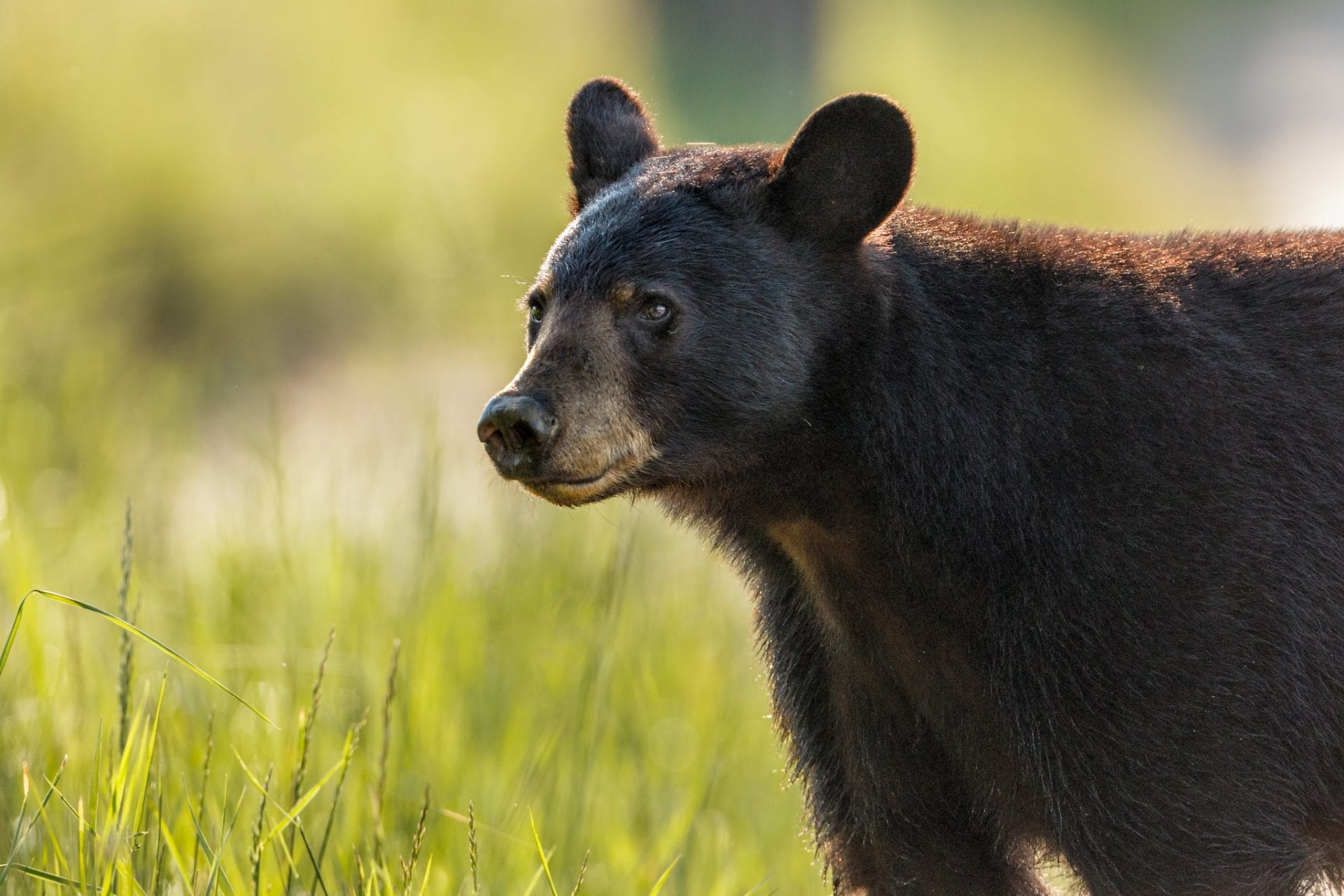 black bear