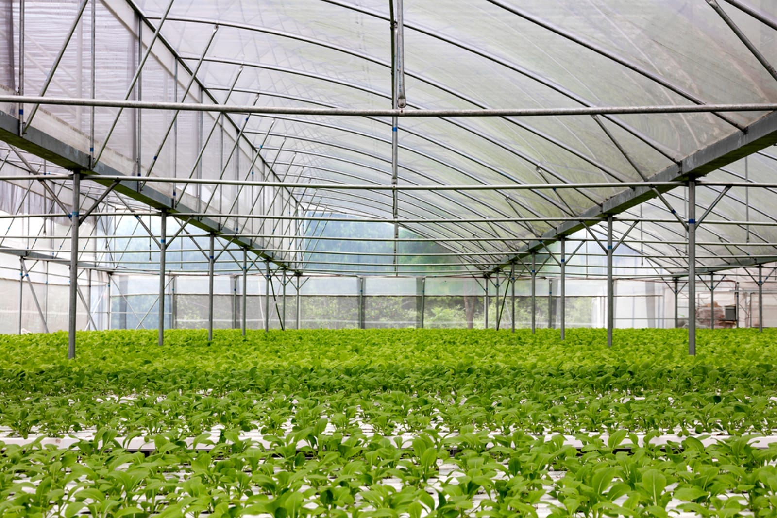 greenhouse