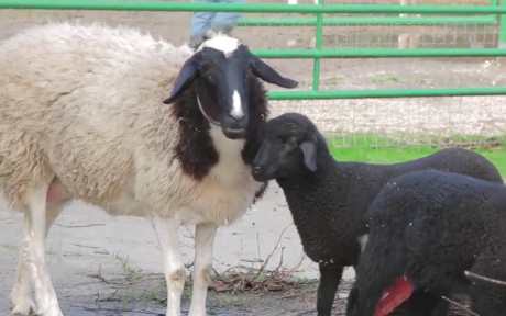 Lambs together