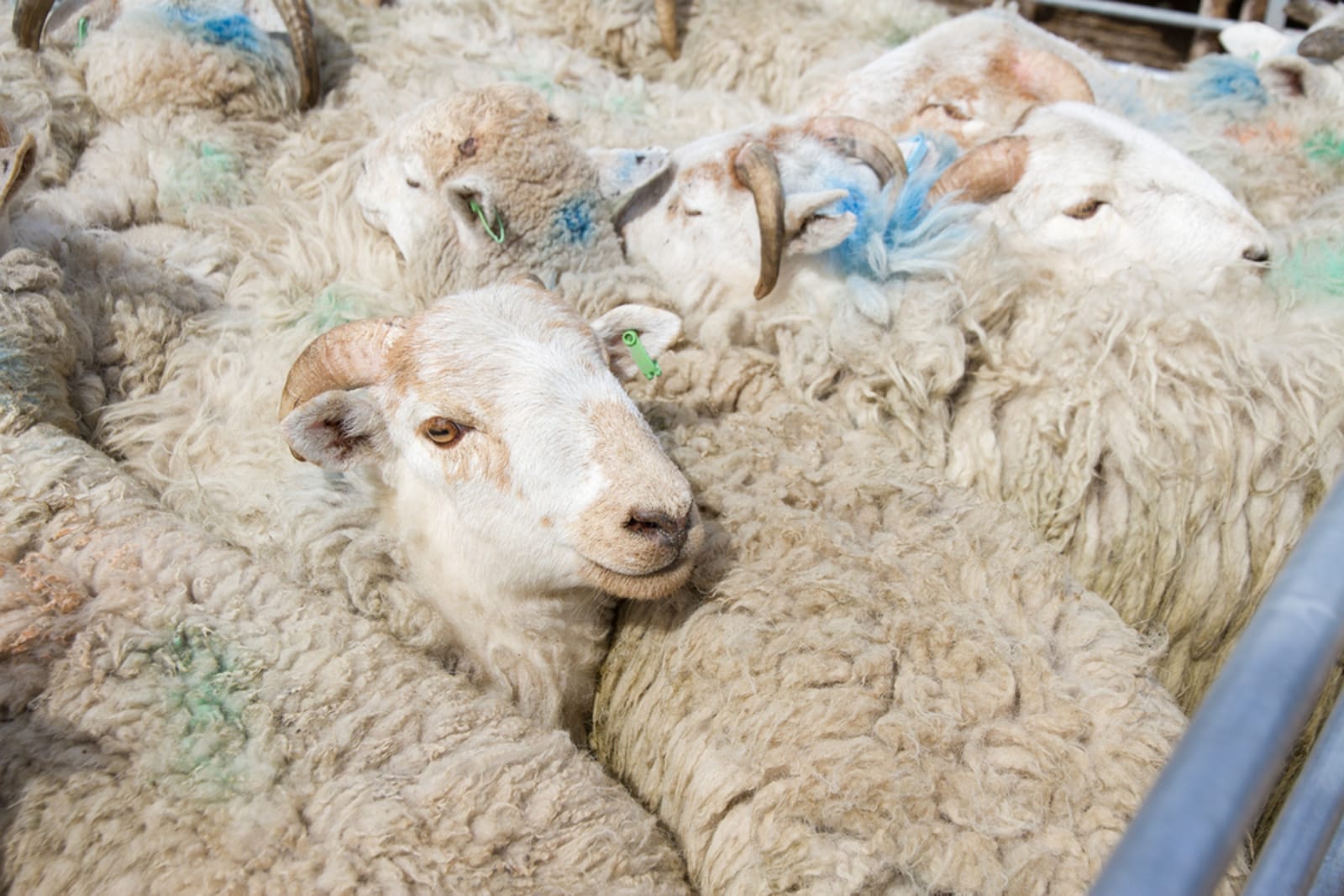 The Hidden Truths Behind Livestock Auctions and How You Can Help