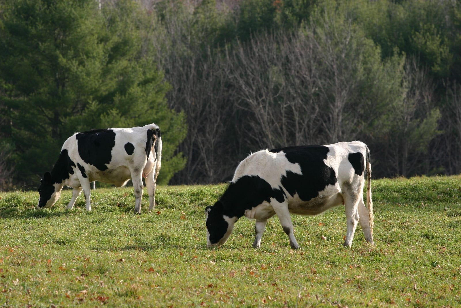 Allowing Livestock to Graze on Public Lands is a Major Problem – Why is it Still Happening?