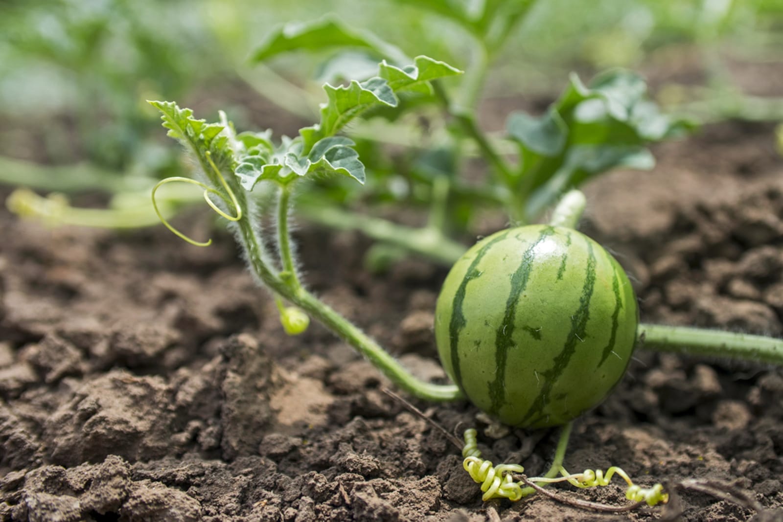 How to Grow Your Own Watermelons