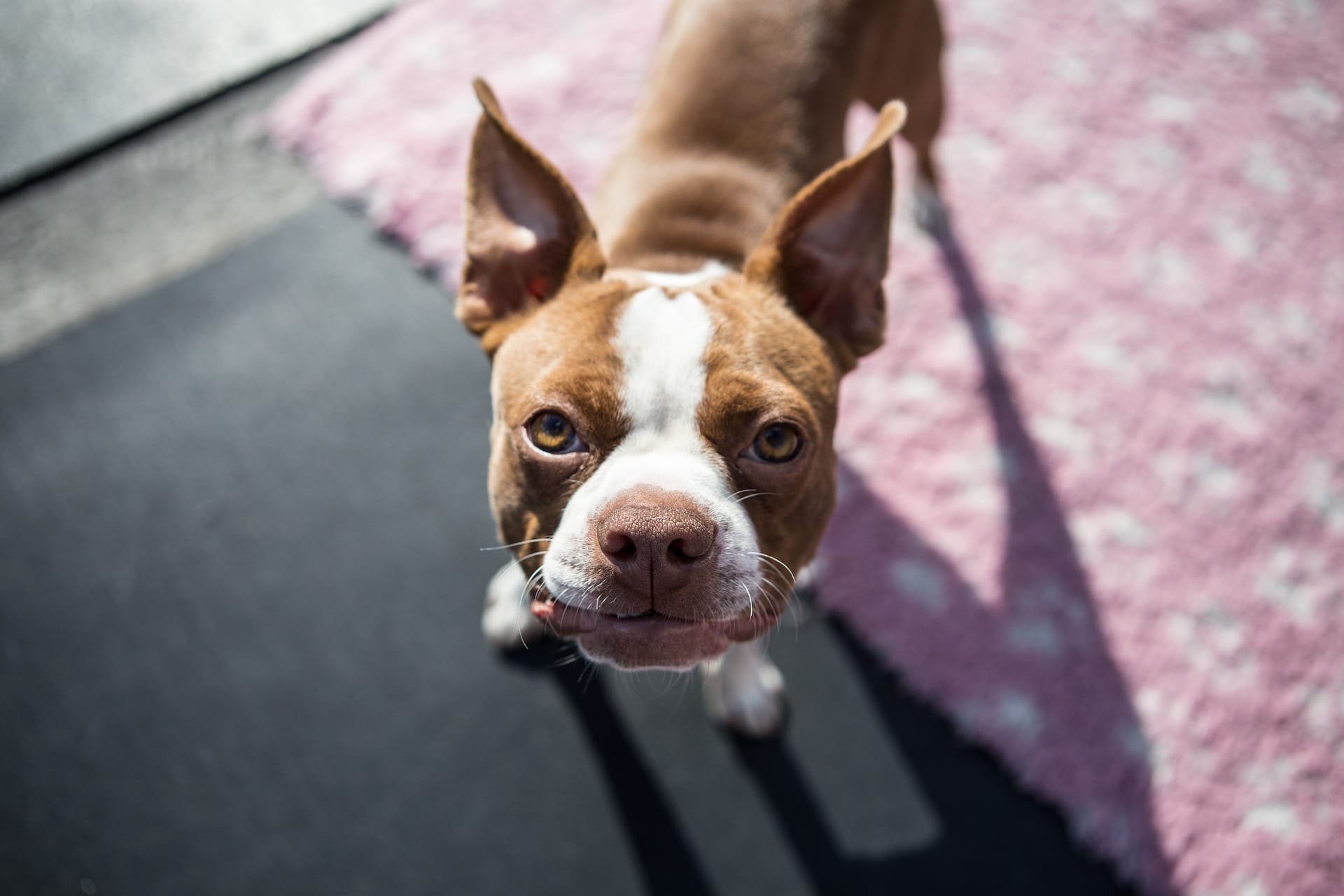 3 Ways People Are Working to Change Stereotypes about Shelter Animals
