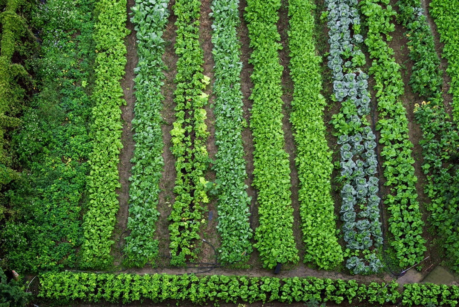 garden_0