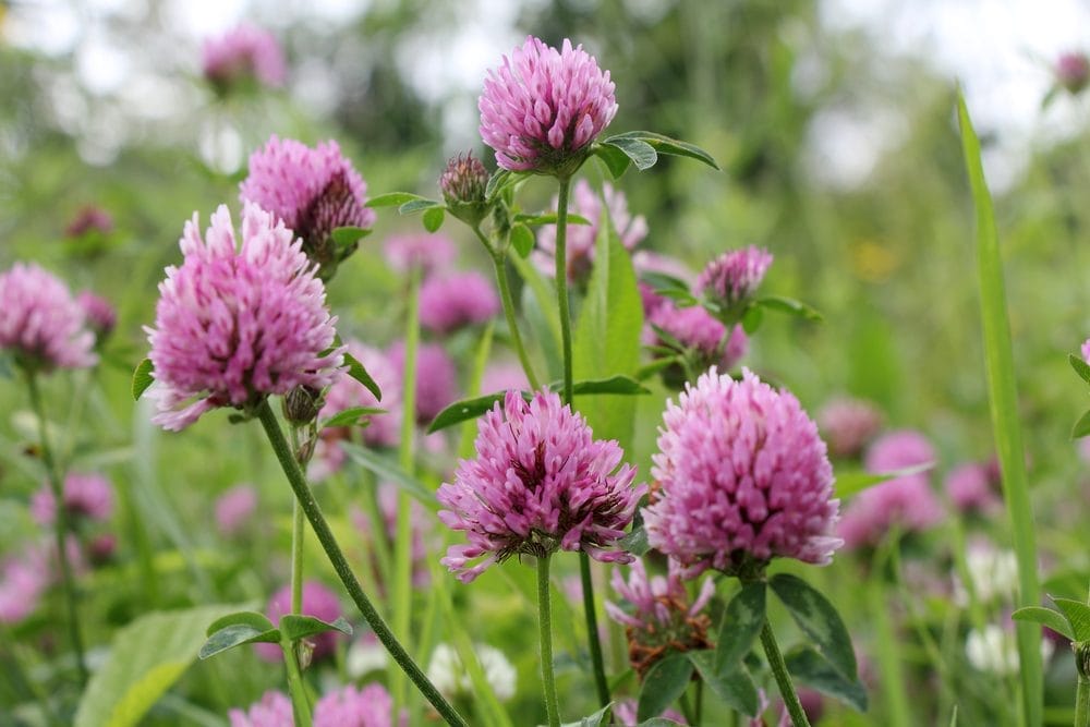 pretty purple flowers