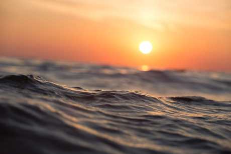 How the Warming of Our Oceans is Impacting Marine Animals