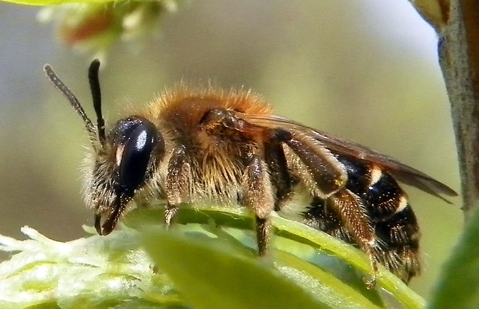 bee on a leaf