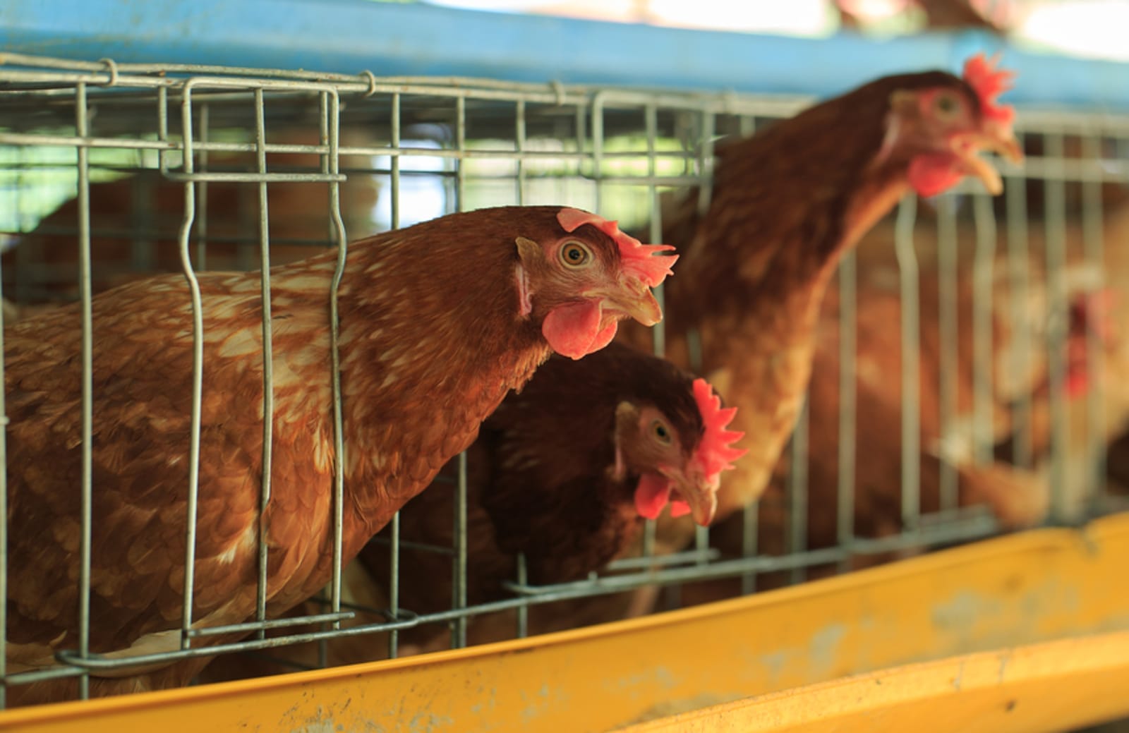 chicken