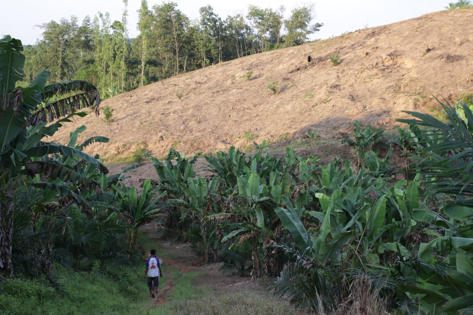 Life at the Frontline of Deforestation: How Families in Indonesia are Fighting Back