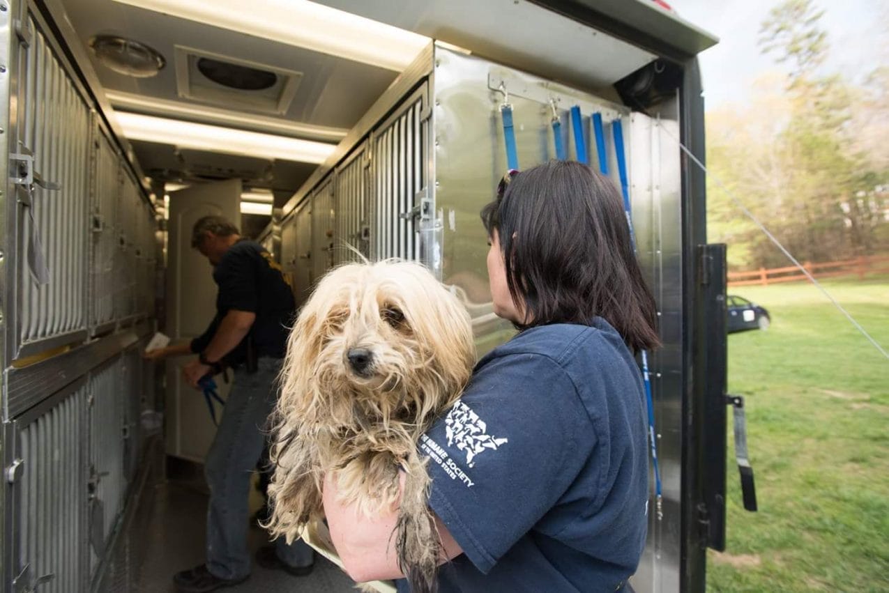 How These Recent Rescues Demonstrate the Importance of Continuing the Fight Against Puppy Mills