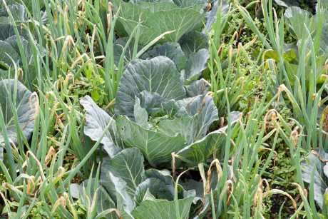 How to Start Thinking Like a Permaculturist for a Thriving Garden Year-Long