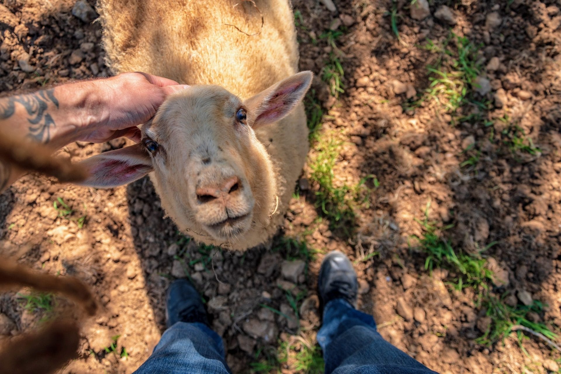 farm animal sanctuary