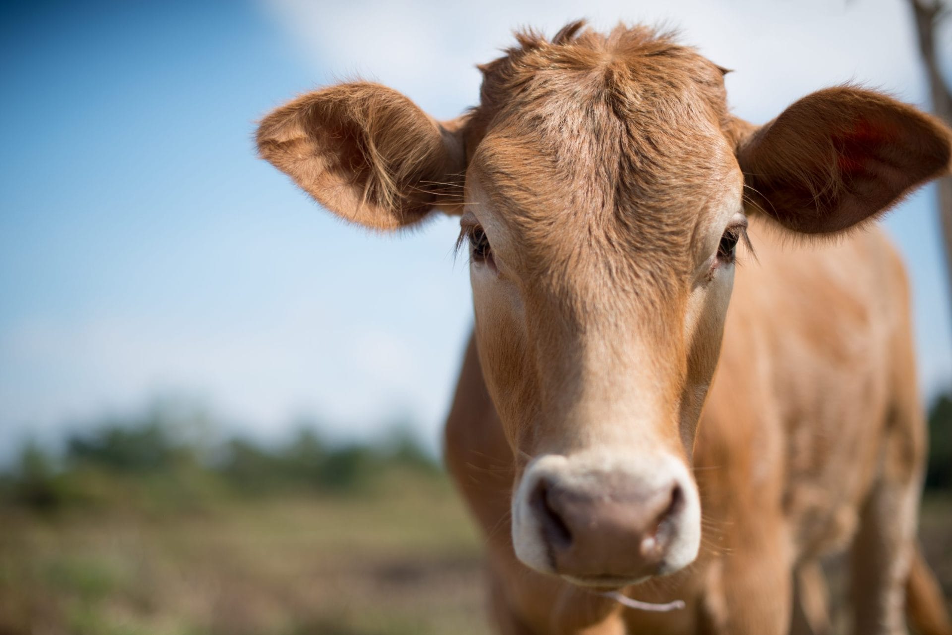 cow