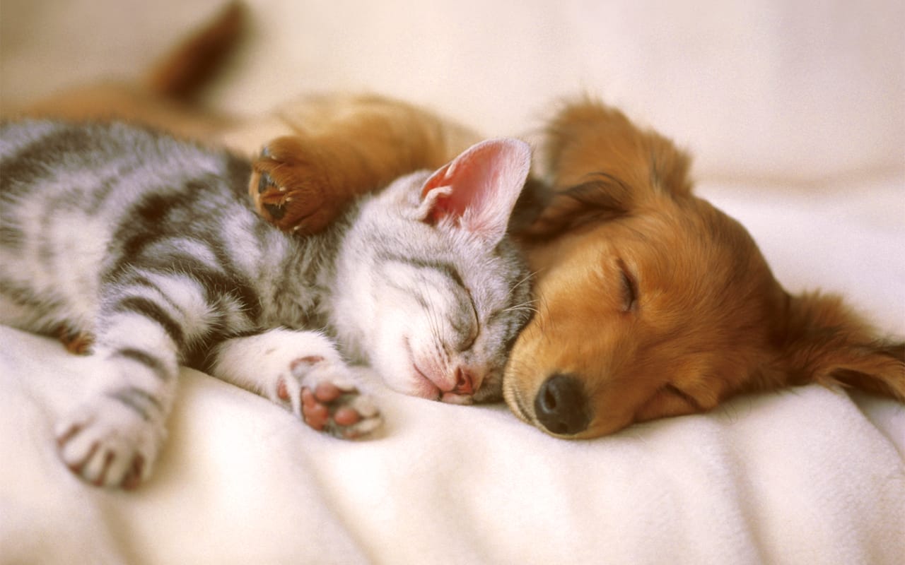 Dog sleeping with kitten