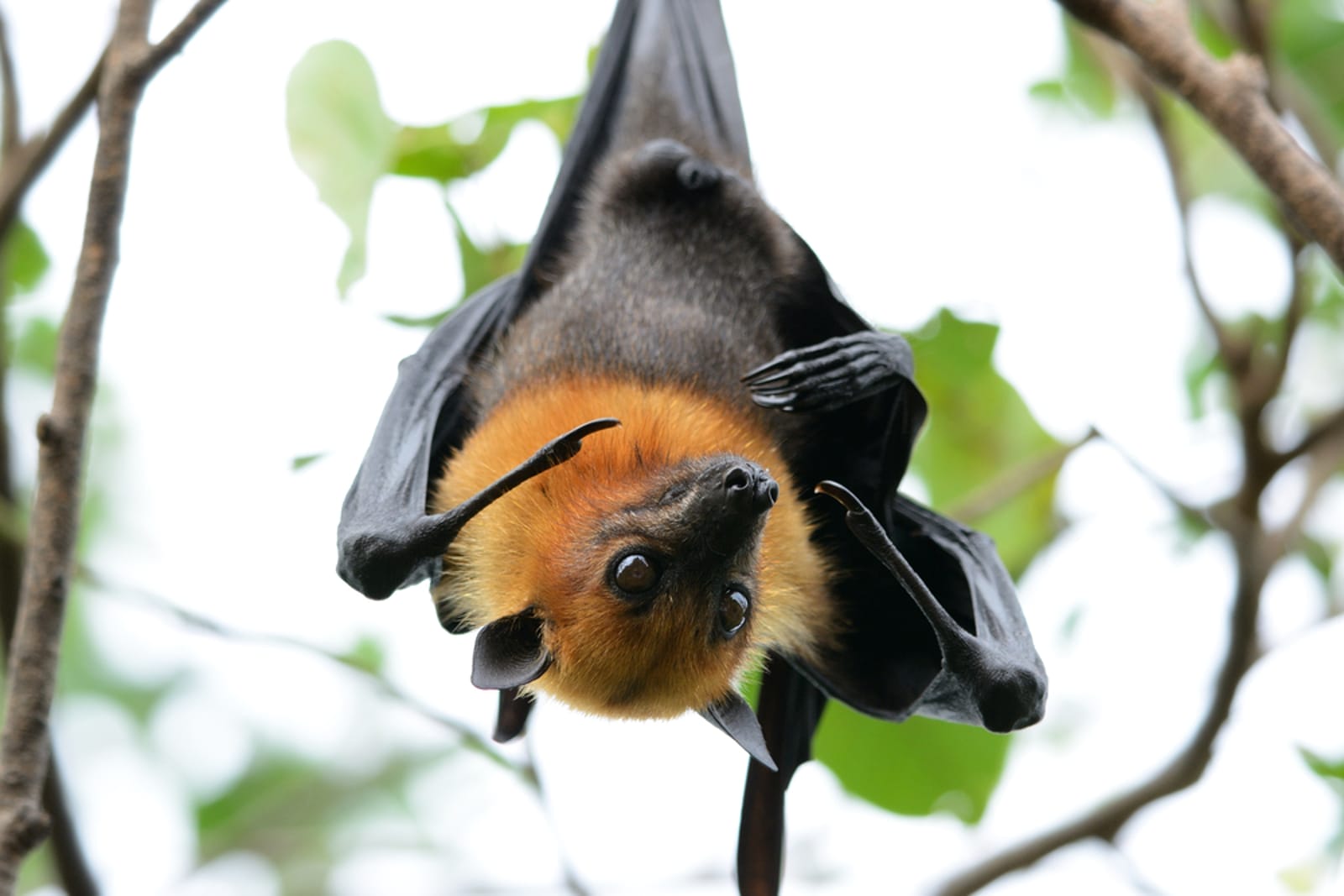Why Bats Are Beautiful Things to Behold in the Garden (And How to Get Them There)