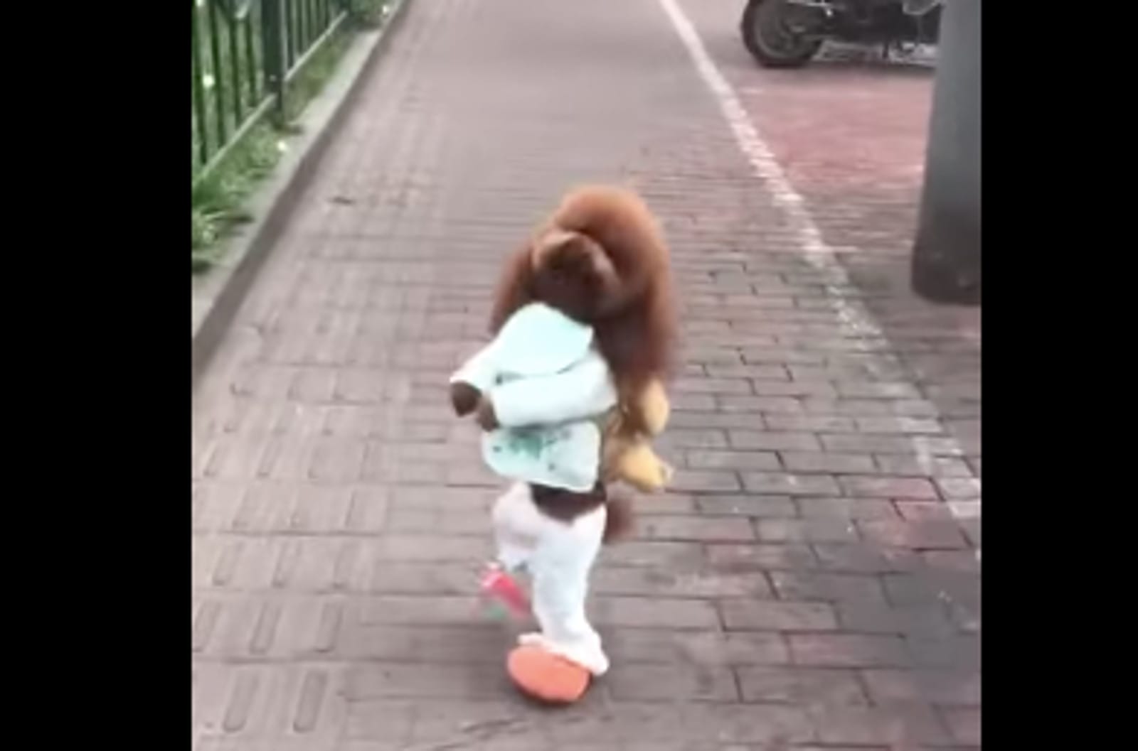 The Truth Behind the "Cute" Walking Dog Viral Videos