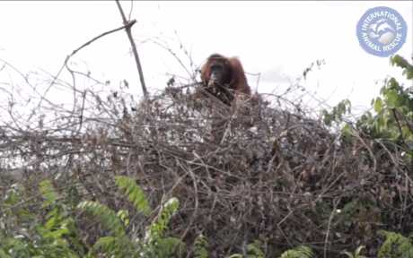 Orangutan in a tree