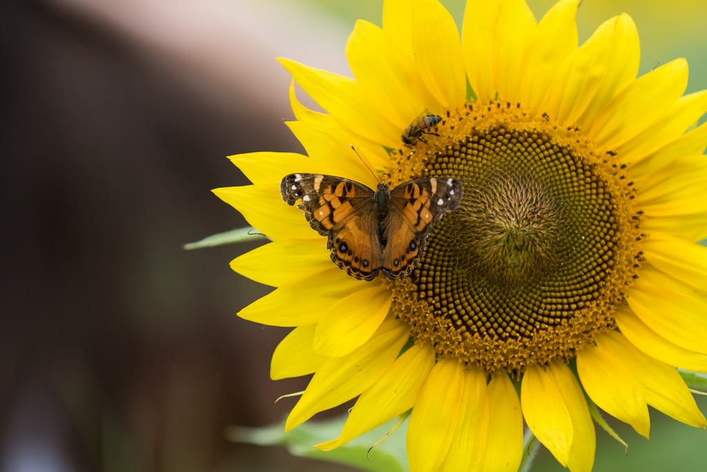 Why Sunflowers Are So Green for the Garden