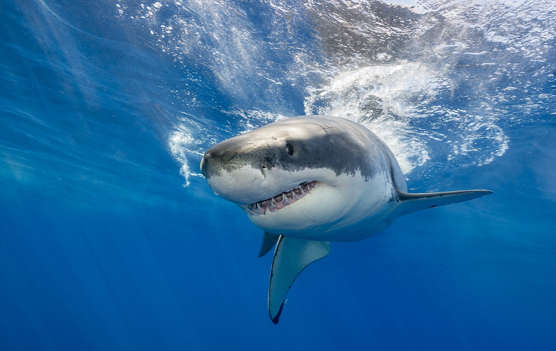 shark