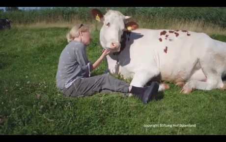 Girl petting cow in field
