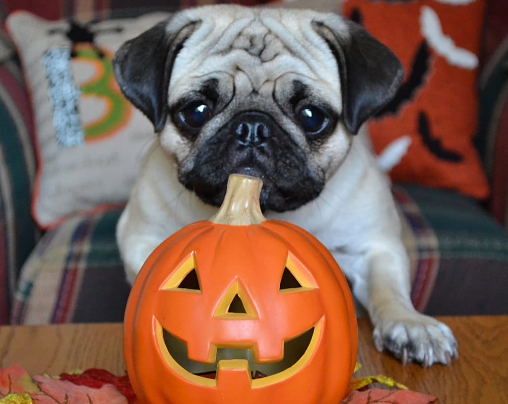 pug and pumpkin