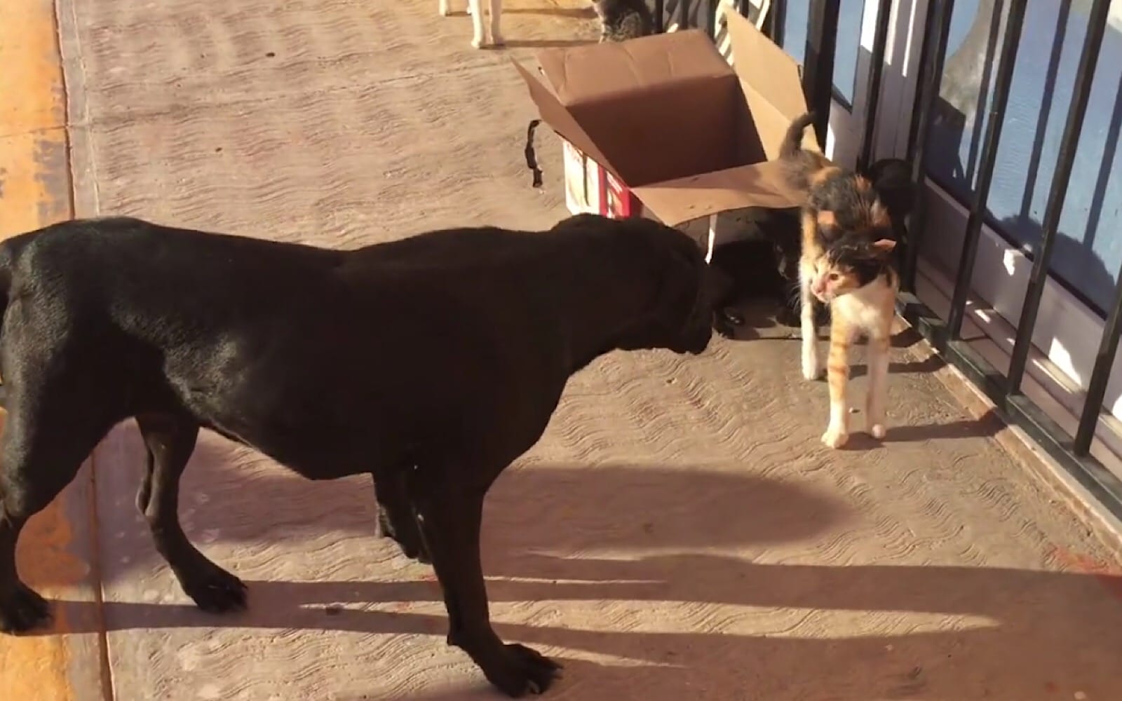 Black dog walking towards a cat
