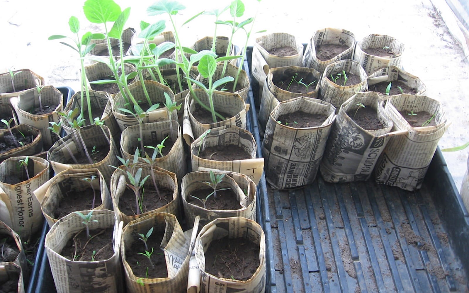 ideas for indoor garden