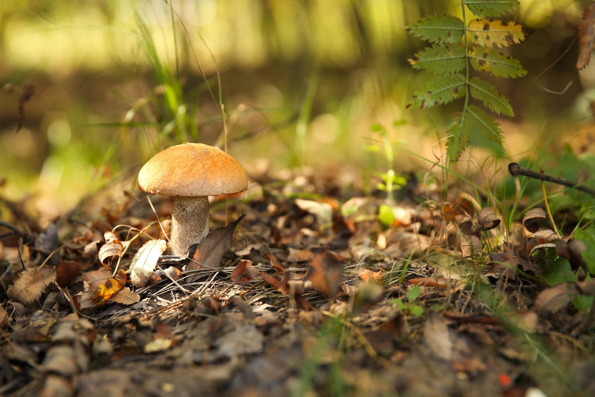 mushroom