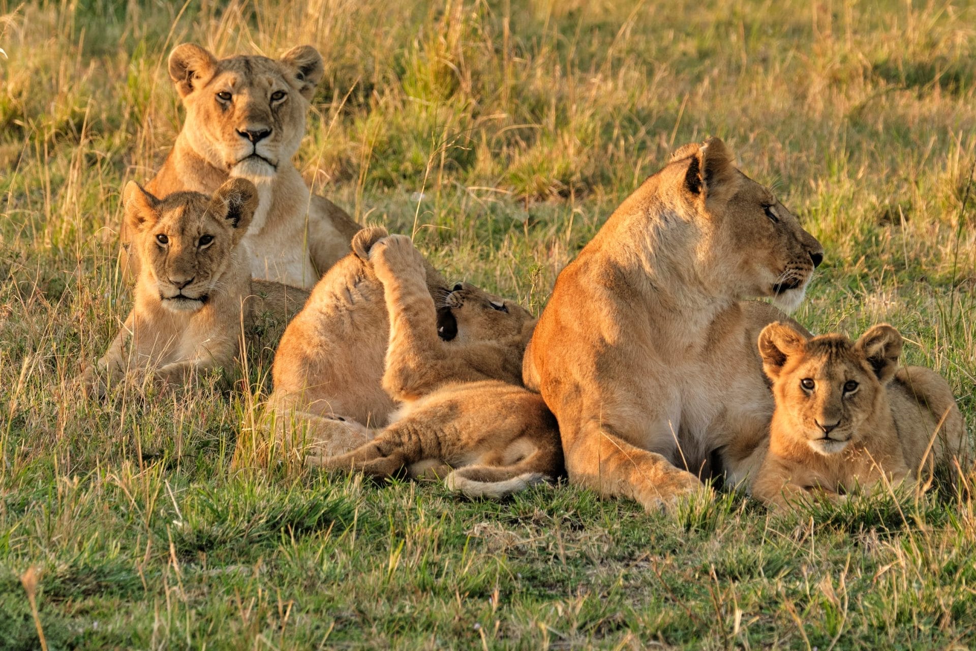 lions