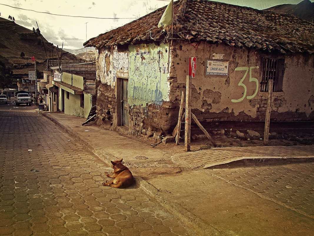 How Organizations Are Working to Help the World&rsquo;s Estimated 200 Million Stray Dogs