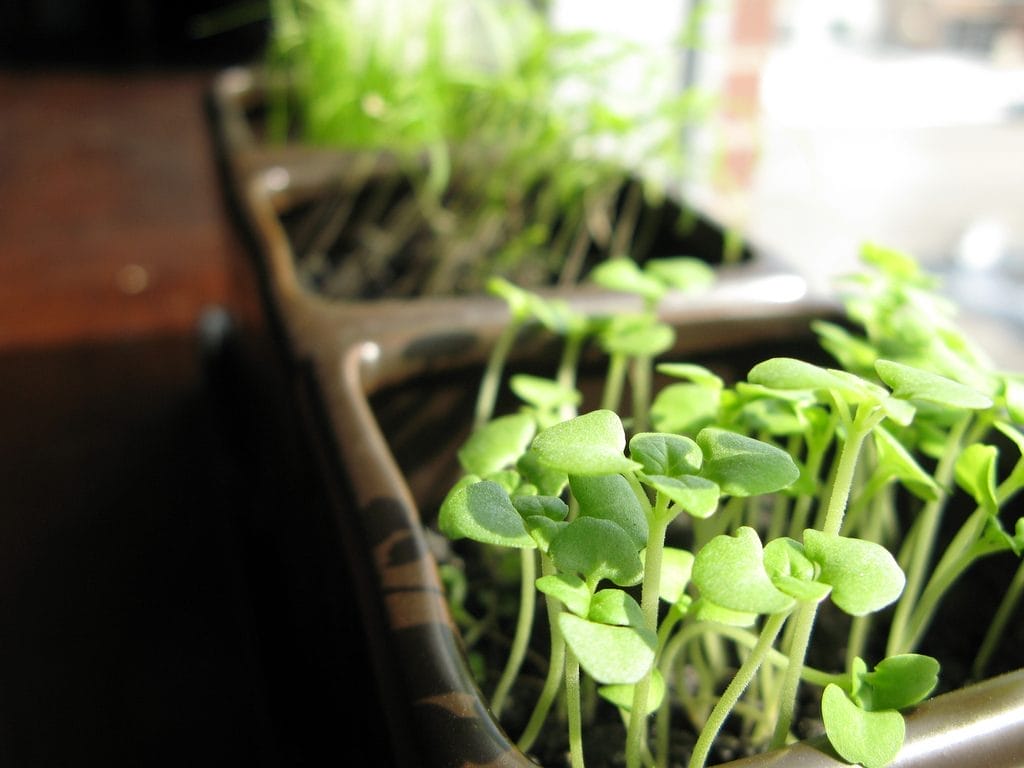 Herbs