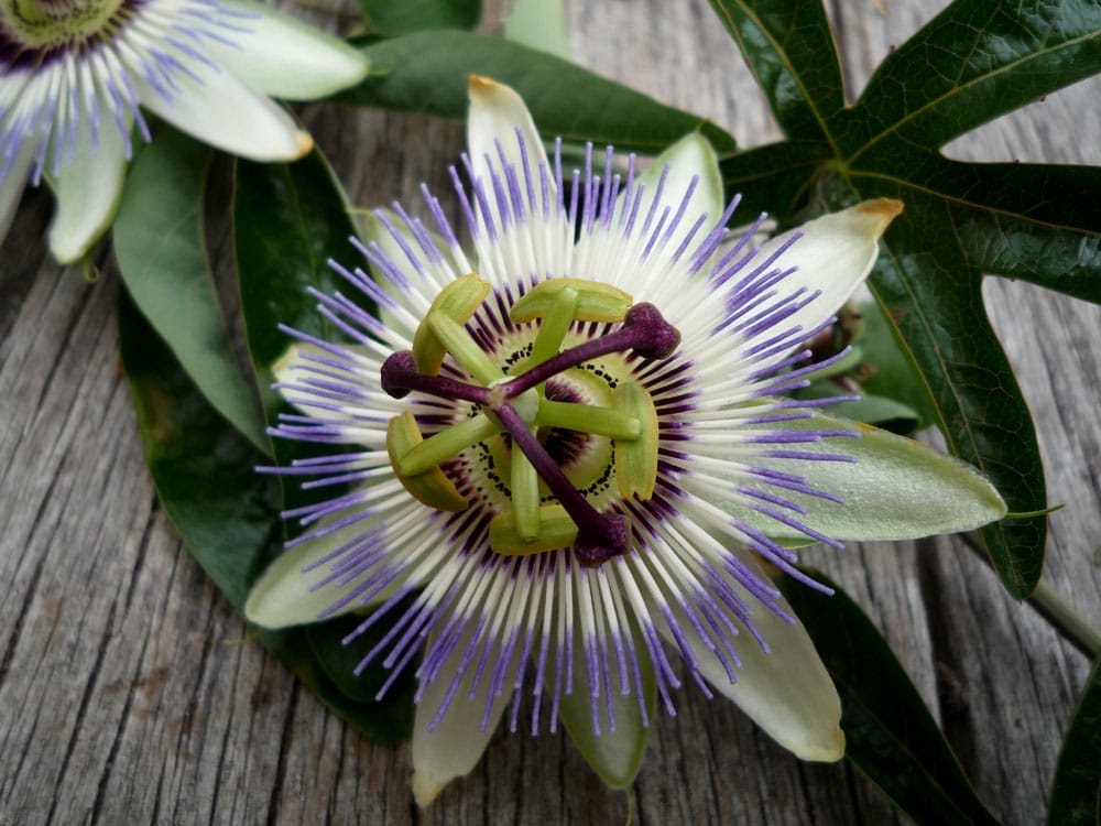 Passionflower
