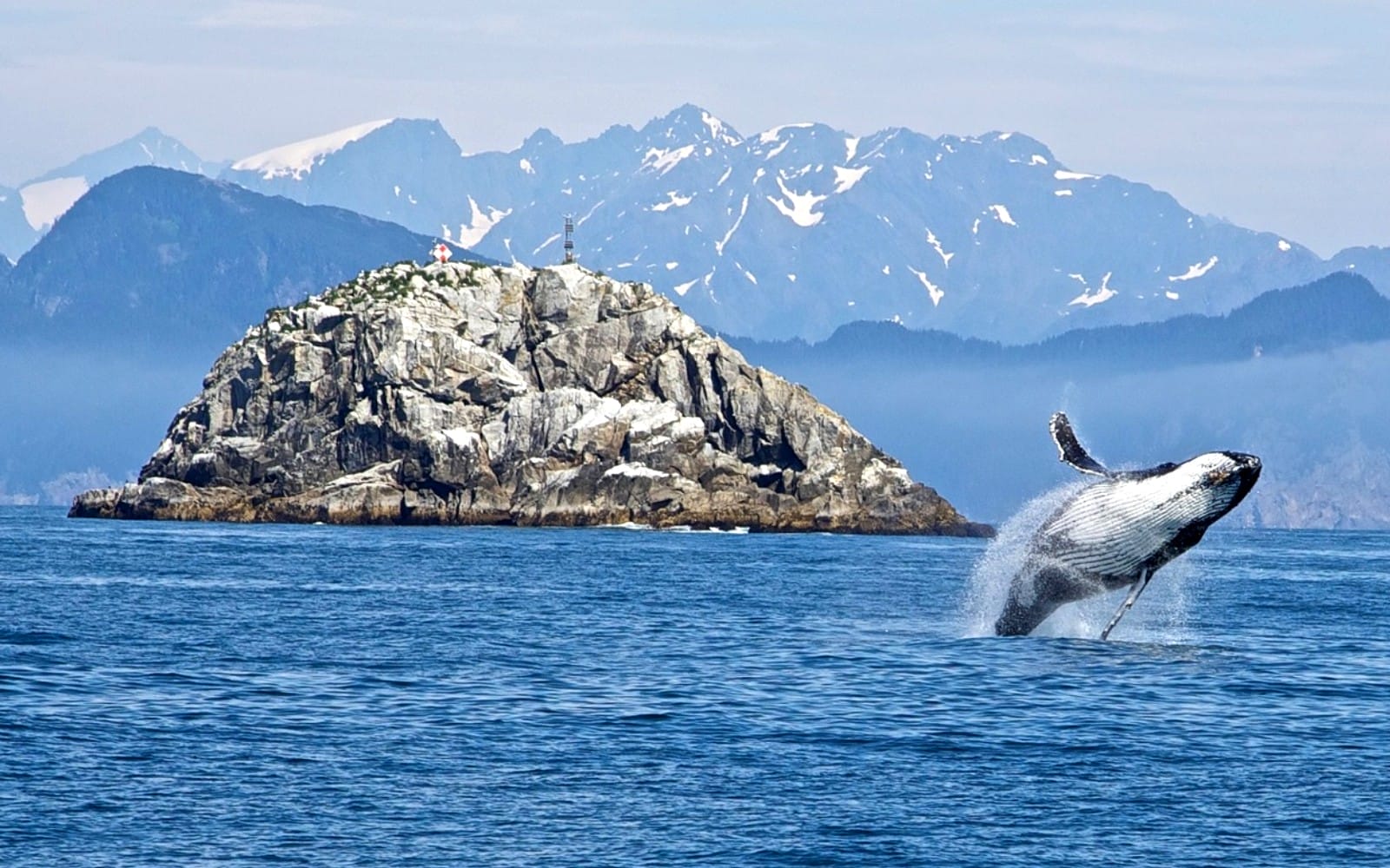 baleen