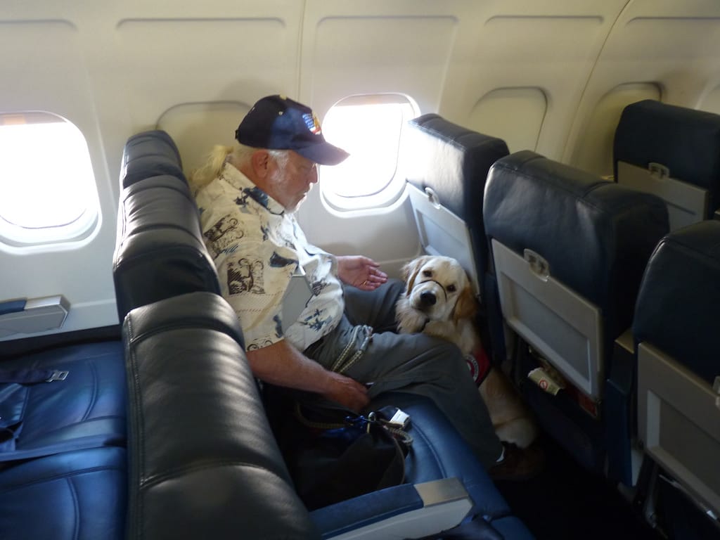 How a Passenger&rsquo;s &lsquo;Support Peacock&rsquo; Is Changing the Way Airlines View Support Animals 