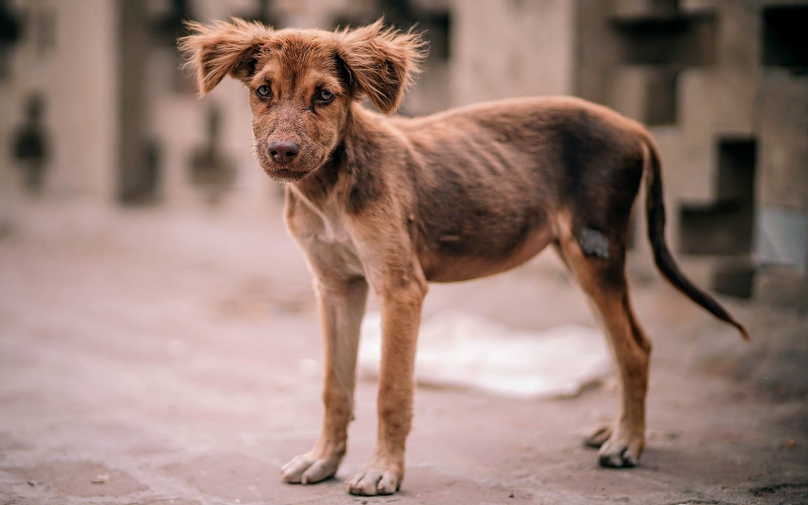 pup