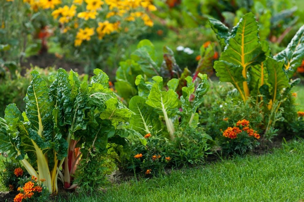 How to Convert a Lawn into a Productive Garden