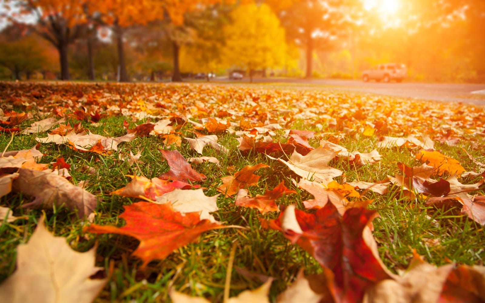 Autumn leaves on grass landscape