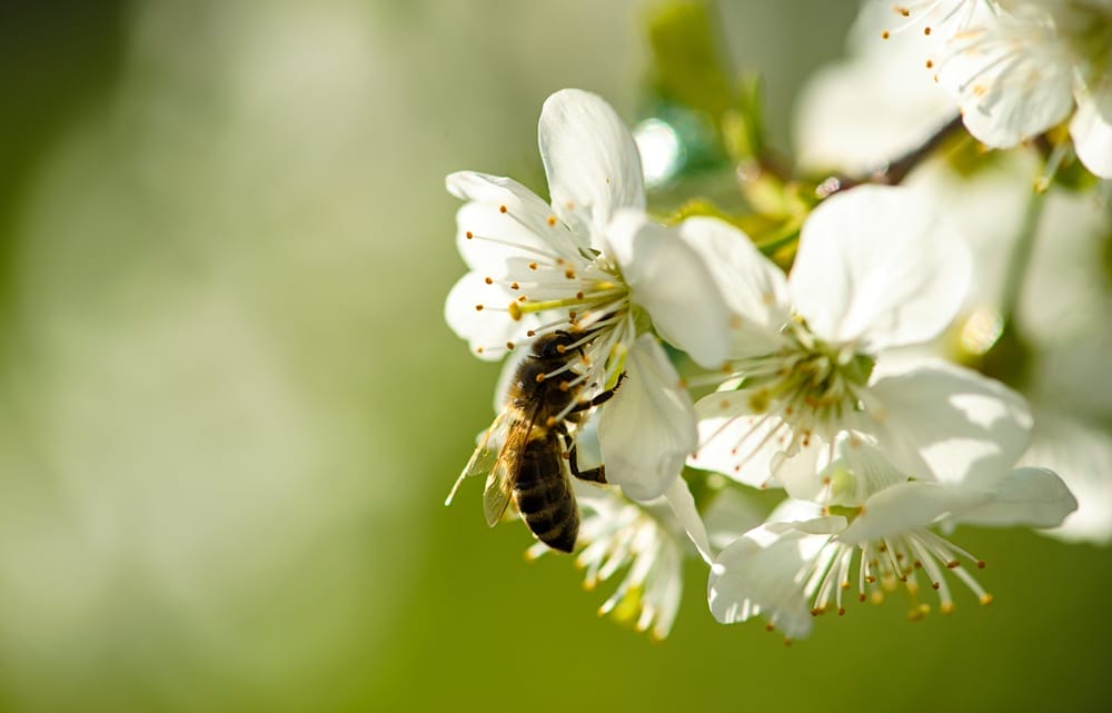 What’s Green Manure and How Do I Use It