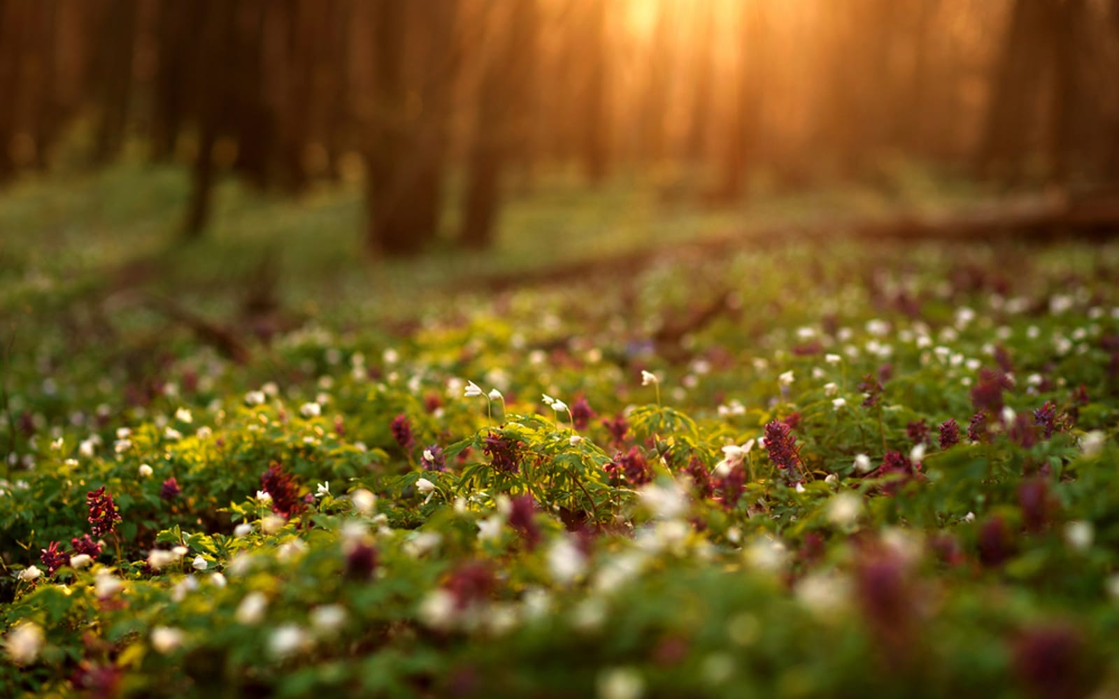 Spring medow with sunrise