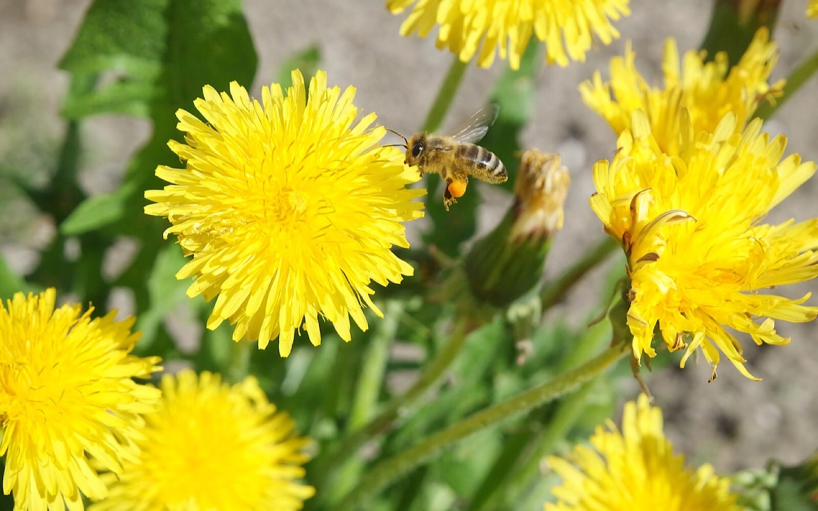 dandelion flowers growing
