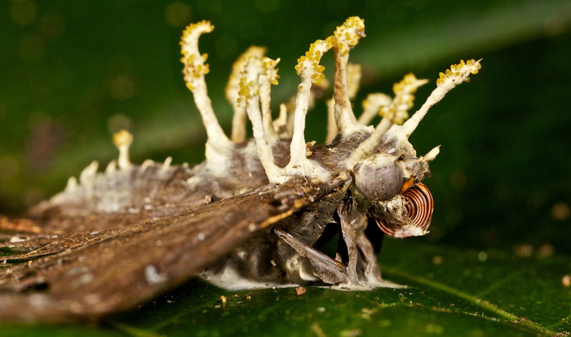 Cordyceps