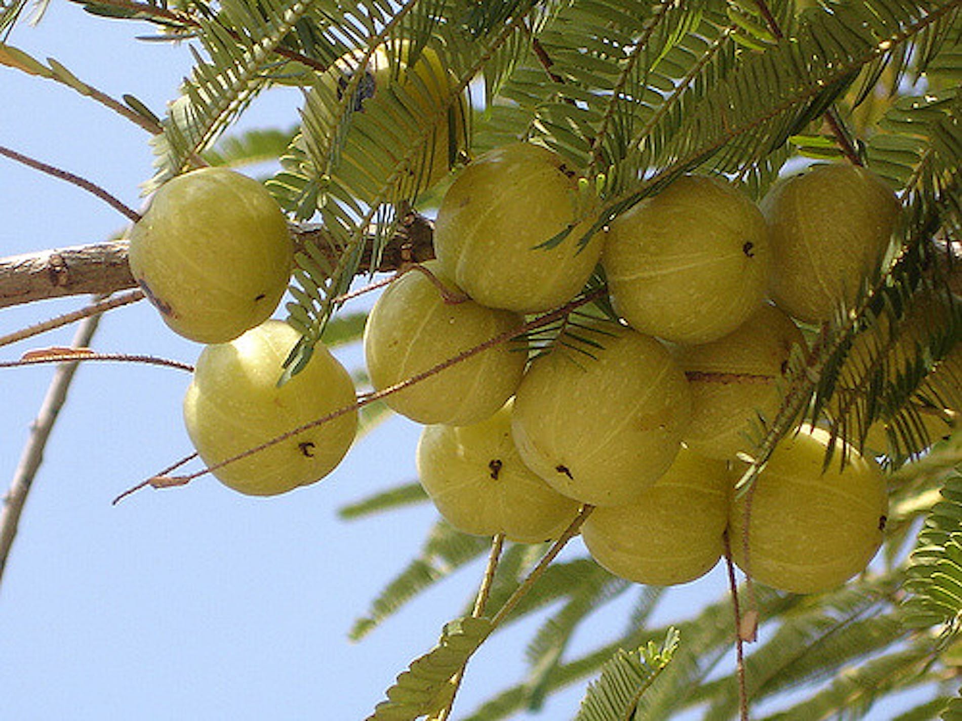 amla berry