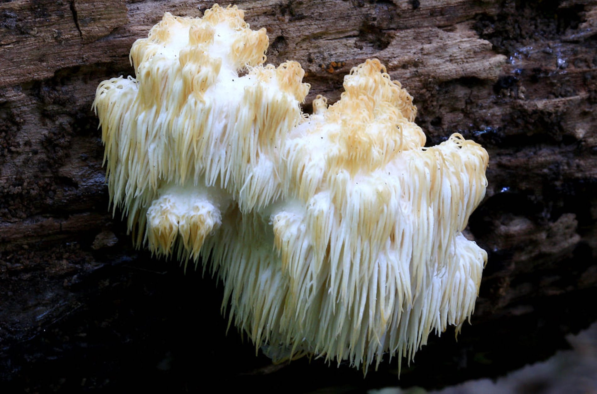 lions mane mushroom