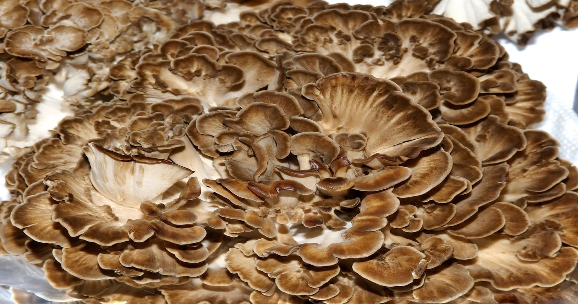 maitake mushroom