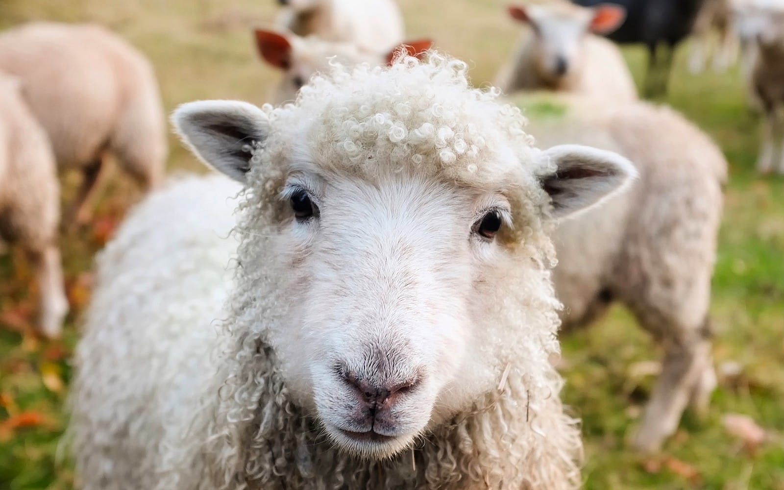 sheep