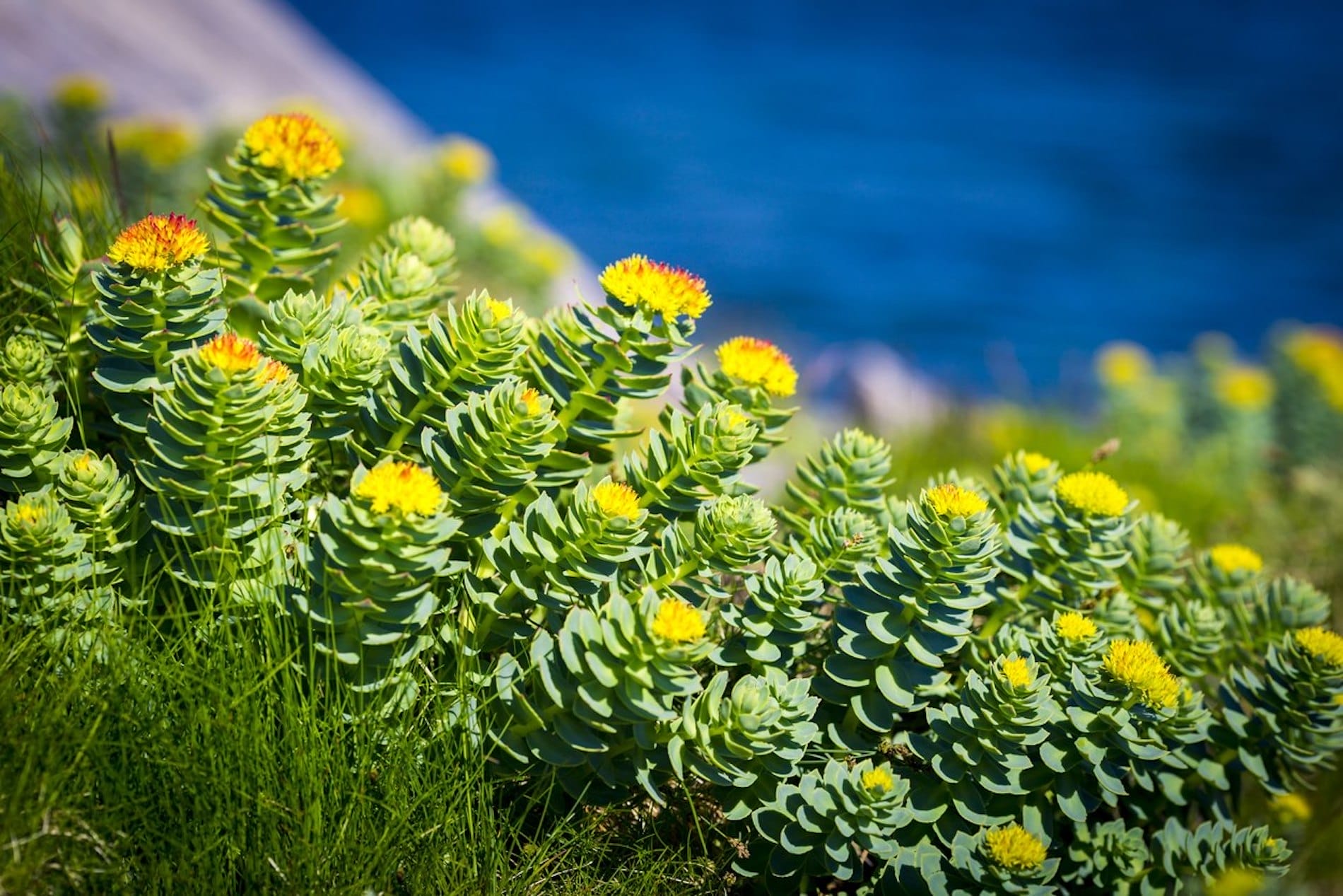 rhodiola rosea
