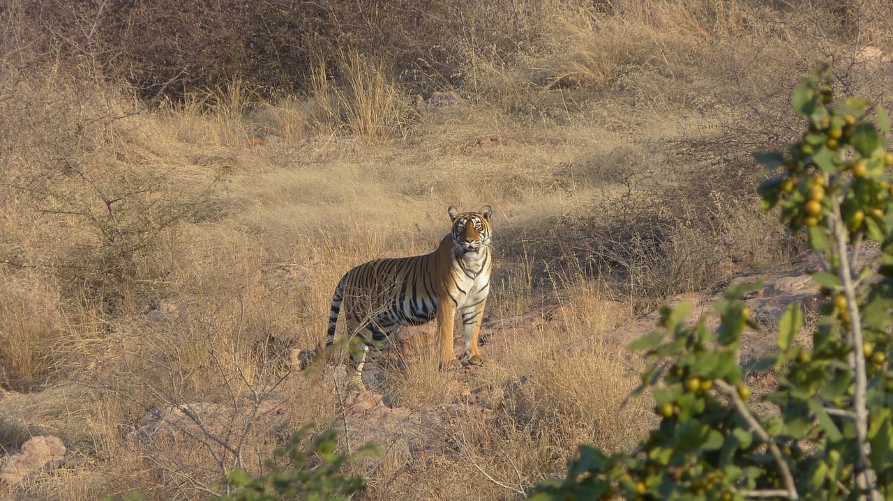 Big Cat Populations Are In Serious Danger and What We Can Do to Help Protect Them