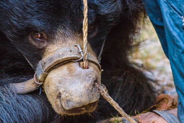 Bear with rope going through his nose